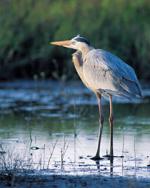 Photograph of a heron standing in water