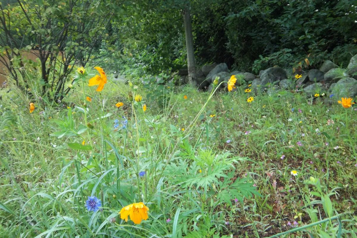 Meadow