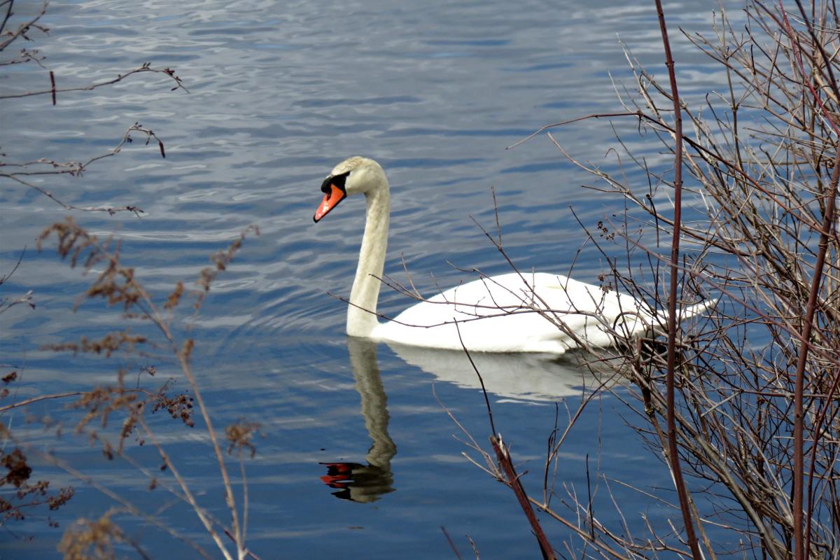 Swan