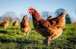 Chicken standing on grass with other chickens in the background