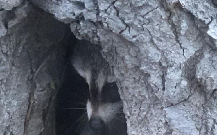 raccoon watching the street sweeper