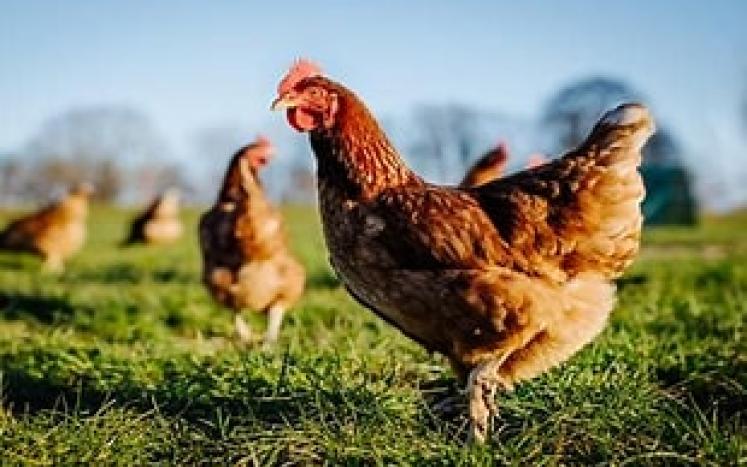 Chicken standing on grass with other chickens in the background