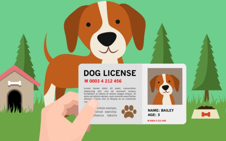 Dog license pic